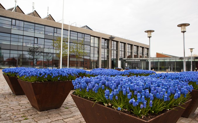 Rådhuspladsen foran Frederikshavn Rådhus med blomsterkrukker fyldt med blå perlehyacinter
