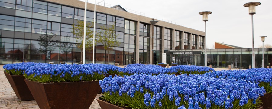 Rådhuspladsen foran Frederikshavn Rådhus med blomsterkrukker fyldt med blå perlehyacinter