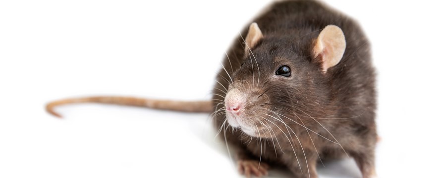 Billede af rotte