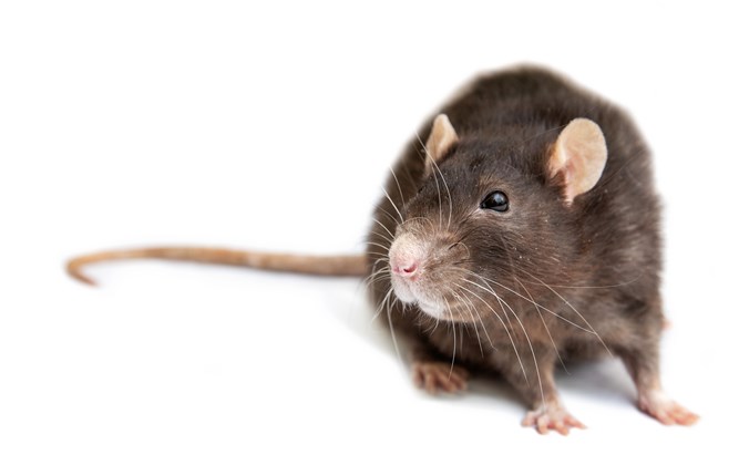 Billede af rotte